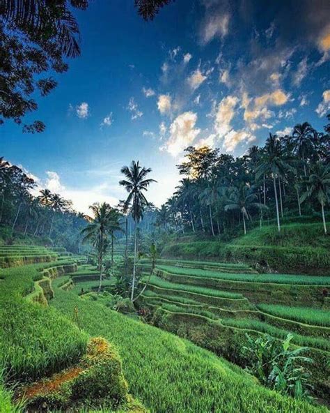 Woow Ini 10 Pemandangan Menakjubkan Terasering Di Bali