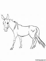 Mule Donkey Designlooter sketch template