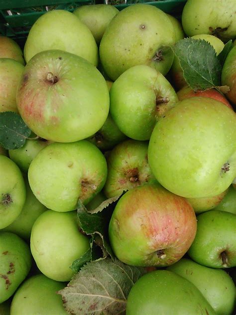 cooking apples kg dean forest food hub south