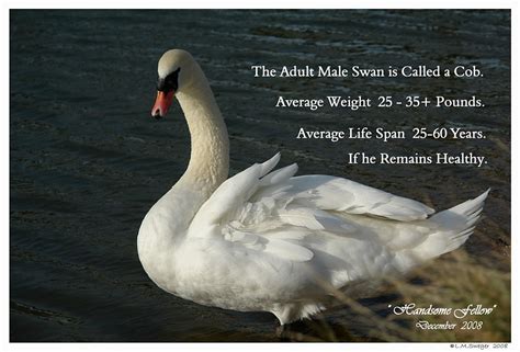 Swan Lovers