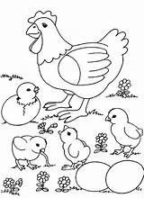 Chicken Coloring Simple Pages Coloringbay sketch template