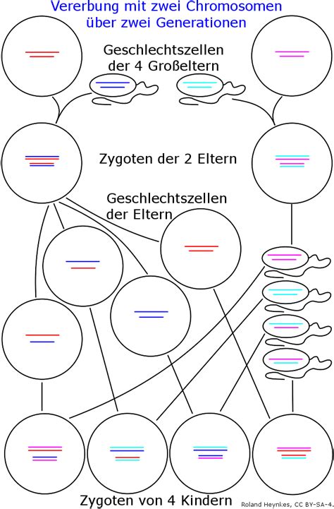 sexualkunde bilder zum ausdrucken