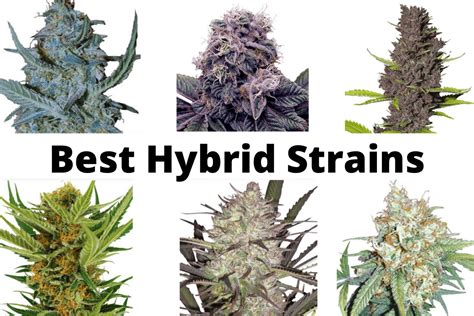 hybrid strains seeds   buy  australia