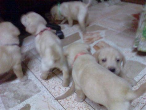 Labrador Puppies For Sale Adoption From Benguet Baguio