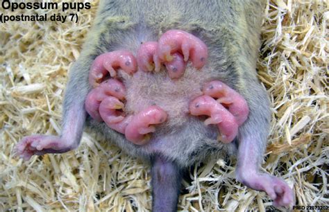 file opossum and day 7 pups embryology