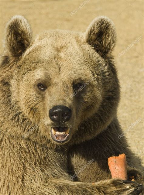 closeup   brown bear eating stock photo  fotomicar