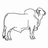 Bull Brahman Coloring Pages Cow Cattle Drawing Para Bulls Cute Momjunction Color Drawings Vaca Toddler Desenho Cowboy Colouring Kids Designlooter sketch template