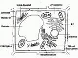 Zelle Pflanzenzelle Funktion Einzeller Zellwand Welche Biologie Pflanzen Testedich Quiz30 sketch template