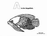 Alphabet Ocean Coloring Book Angelfish Exploringnature sketch template