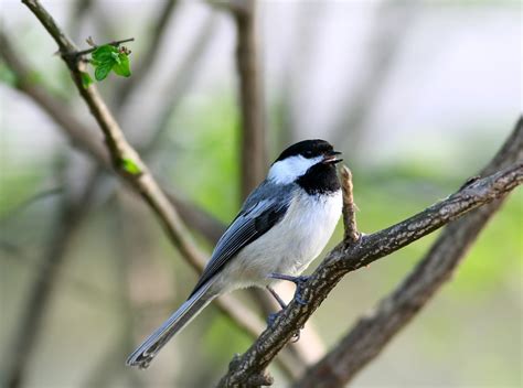 black capped chickadee  photo  freeimages