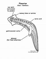 Planarian Labeling Coloring Diagram Fluke Flatworm Drawing Flatworms Planaria Platyhelminthes Answers Liver Phylum Pdf Exploringnature Getdrawings sketch template