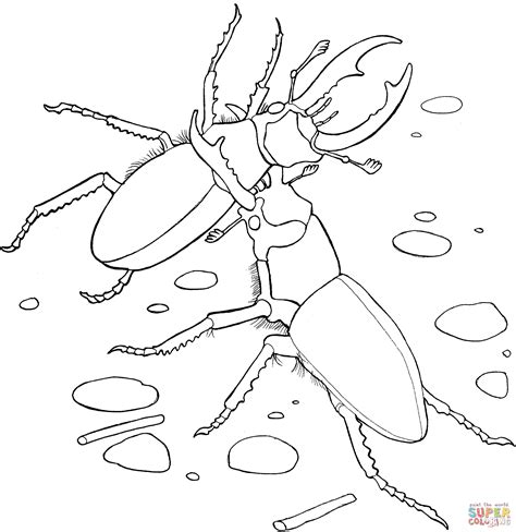 elephant stag beetles coloring page free printable coloring pages