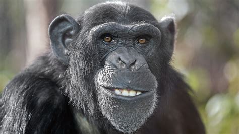 primaten warum schimpansen staerker sind als menschen spektrum der