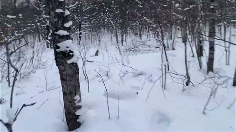 drone captures moose shedding  antlers youtube