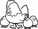 Hen Coloring Chicks Pages Getcolorings sketch template