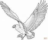 Coloring Pages Hawk Hawks Printable Drawing Outline Prey Birds Bird Color Kids Tattoo Eagle Sheet Supercoloring Books sketch template