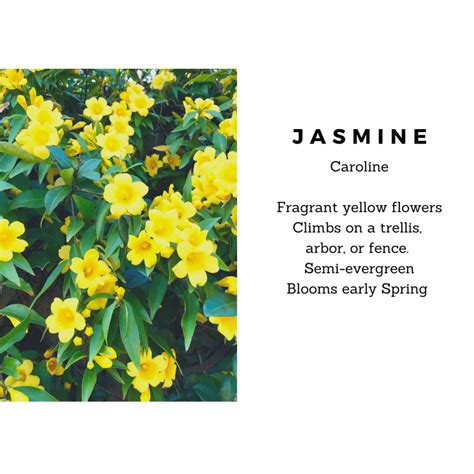 Perennial Plants Jasmine Caroline Same Day Delivery In Greater