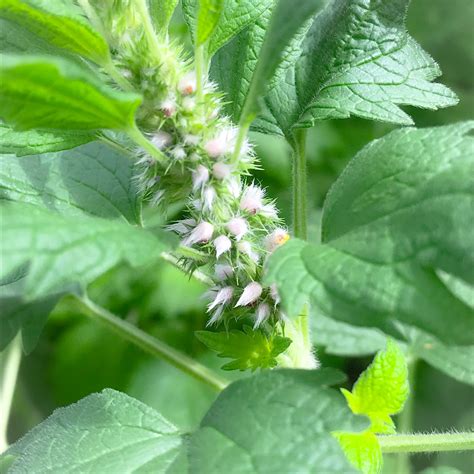 Motherwort Flower Essence Whispering Roots Apothecary