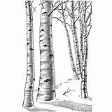 Birch Tree Rubber Coloring Trees Stamp Beeswaxrubberstamps sketch template