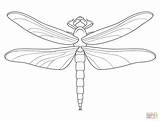 Dragonfly Coloring Pages Printable Drawing Wings Patterns Choose Board Colouring sketch template
