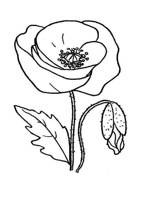 red poppy picture coloring page color luna