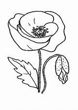 Poppy Coloring Pages Flower Red Flowers Printable Color Drawing Clipart Print Getdrawings Getcolorings Recommended Popular Library Papoula Desenho sketch template