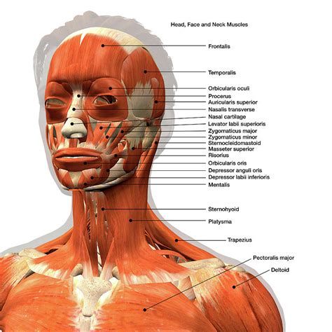 facial muscles diagram labeled archives human anatomy chart medical images   finder