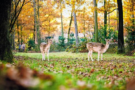 schitterende boomhut bij centerparcs vienne frankrijk supertrips