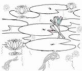 Pond Coloring Pages Habitat Printable Animals Drawing Fish Sketch Scene Plants Clipart Ponds Colouring Color Lily Habitats Print Template Clip sketch template