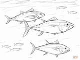 Tuna Coloring Pages Pacific Shoal Bluefin Salmon Drawing Printable Ocean Animals sketch template