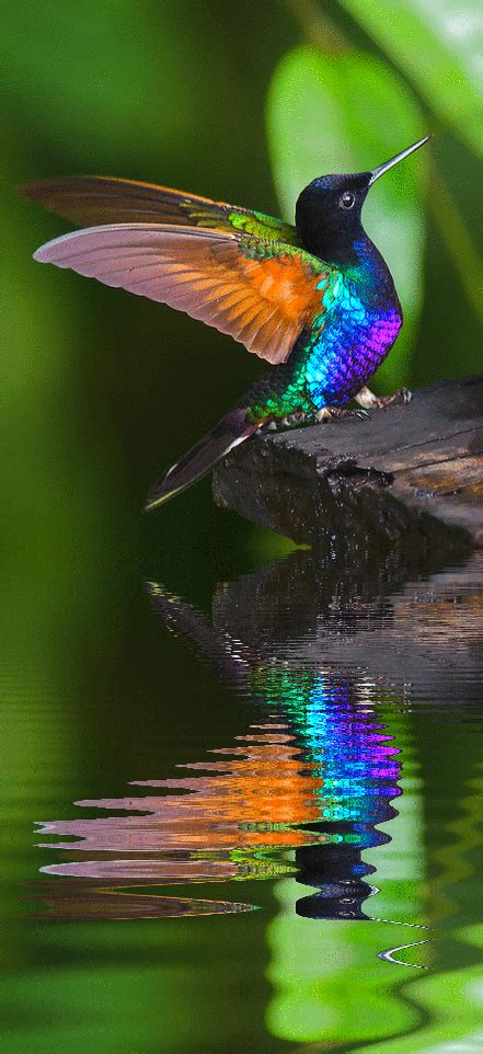 amazing facts  incredible hummingbirds