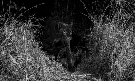 rare african black leopard captured by camera trap s extraordinary