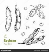 Soybean Depositphotos sketch template