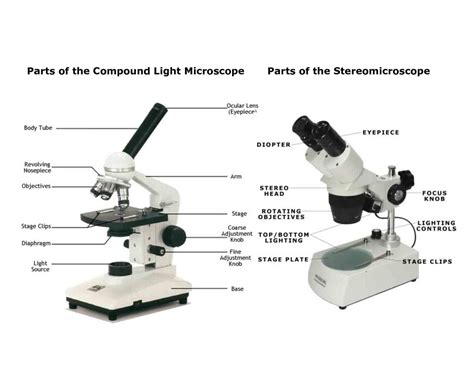 light microscope main parts  light microscope biology db excelcom