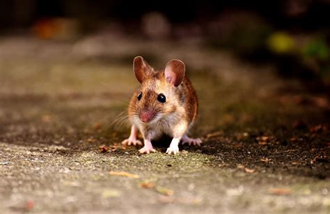 muizen bestrijden muizen  huis bestrijden slimster