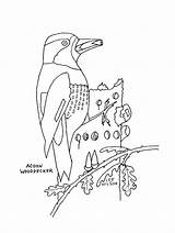 Coloring Acorn Woodpecker sketch template