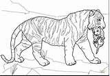 Tiger Coloring Pages Siberian Adults Getcolorings Printable sketch template