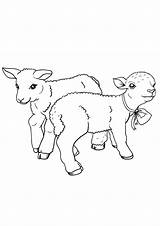 Coloring Pages Sheep Baby sketch template