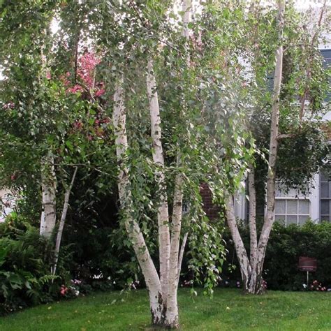 bare root silver birch trees for sale online in ireland shop now