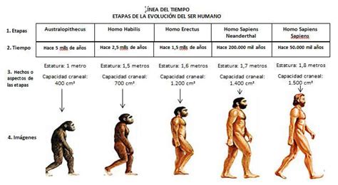 Linea De Tiempo Sobre El Origen Y Evolución Del Hombre Brainly Lat