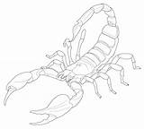 Scorpion Escorpion Escorpiones Dibujar Escorpión Escorpio Colorier Library Lineart Coloriages sketch template