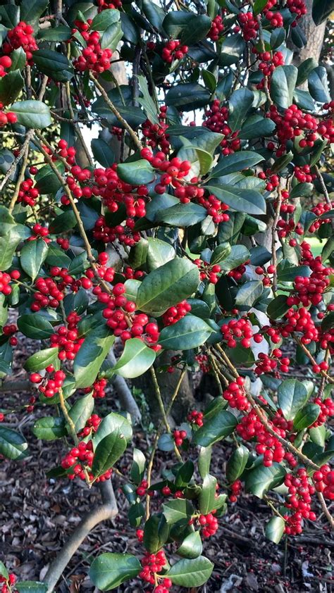 red berries video planting shrubs bushes shrubs winter shrubs