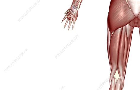 muscles   thigh stock image  science photo library