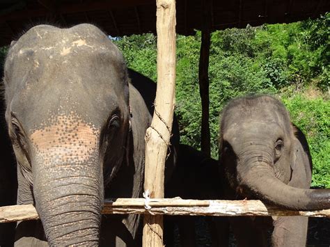 olifanten verzorgen  thailand worldwife