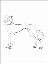 Saluki Coloring Designlooter sketch template