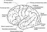 Areas Brodmann Neuroanatomy Brain Lateral Clinical Functional Gross Illustrating Neupsykey sketch template