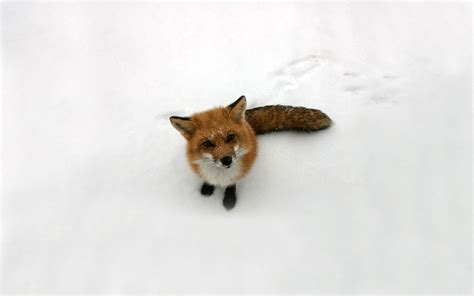 winter fox wallpaper high definition high quality widescreen