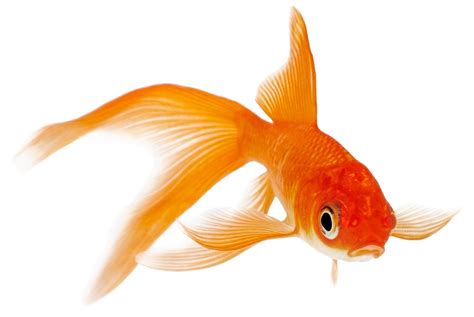types  goldfish    care  goldfish
