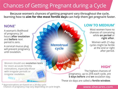 ovulation cycle and pregnancy