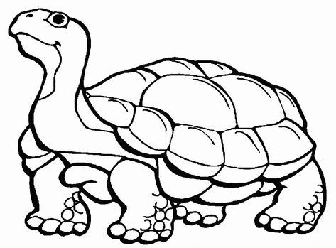 tortoise coloring pages turtle coloring pages animal coloring pages
